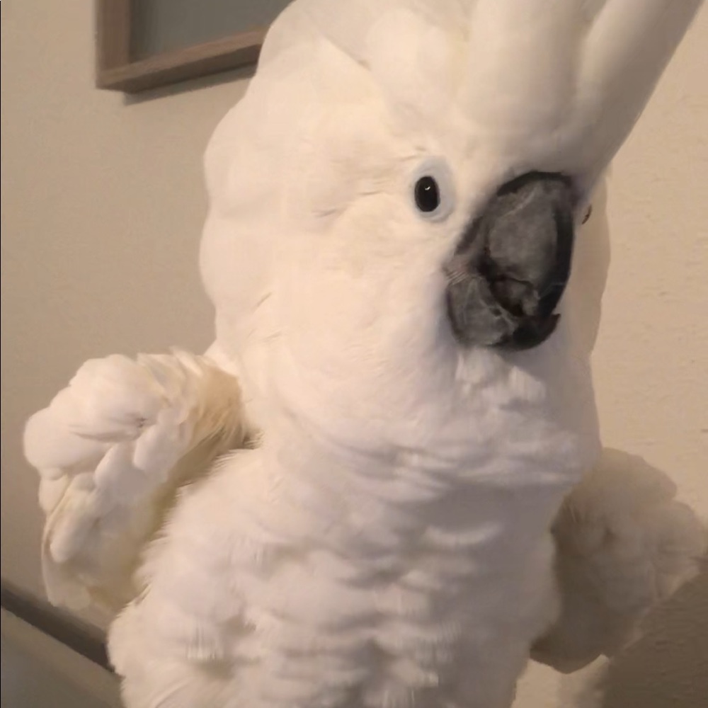 Meet your Posher, Nefertiti